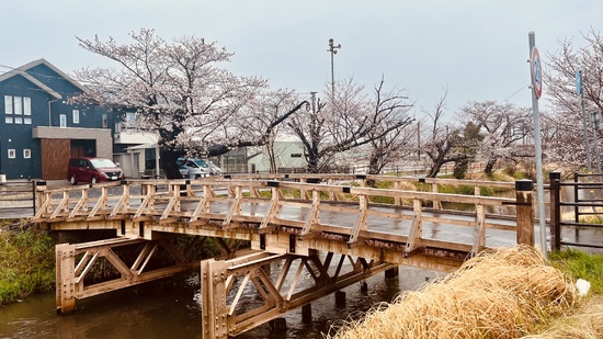 土浦の桜が咲きました