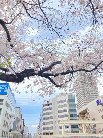 【KG土浦】駅前の桜が満開です