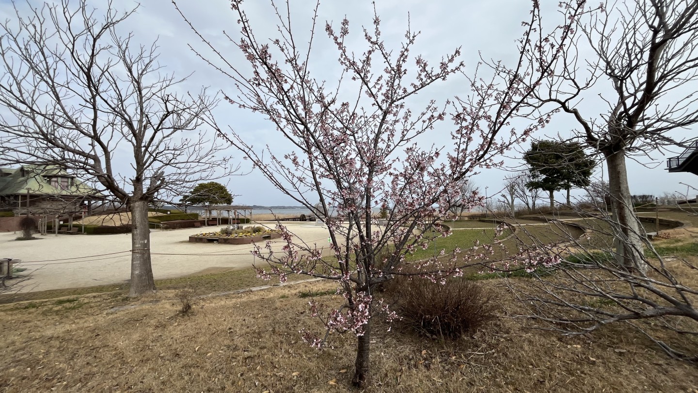 土浦の梅が咲きました