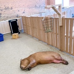 ◎特別活動(自由参加) 小動物とふれあう体験のお知らせ