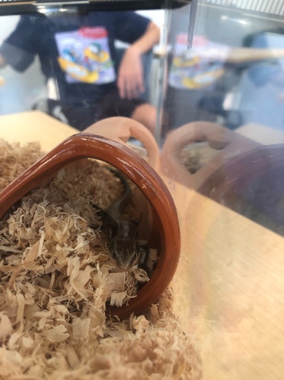 ニホントカゲ「のりしお」