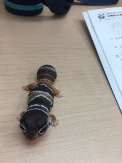 ニシアフリカトカゲモドキ