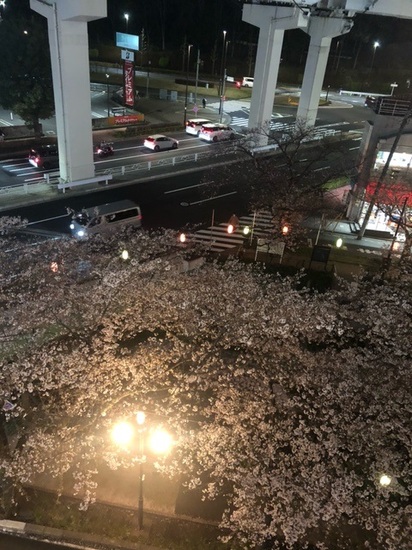 キャンパスからの夜桜