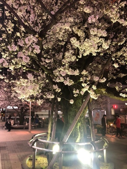 まるでブーケのような