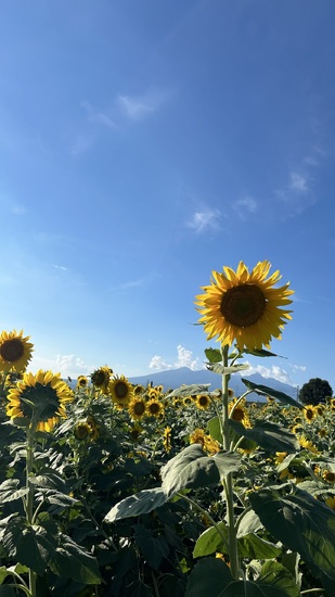 真夏に咲く向日葵