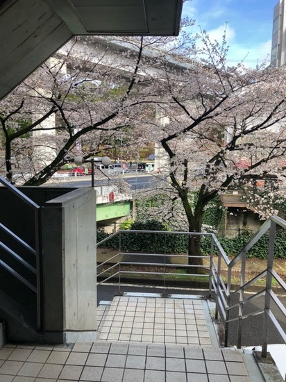 キャンパスの春の風景