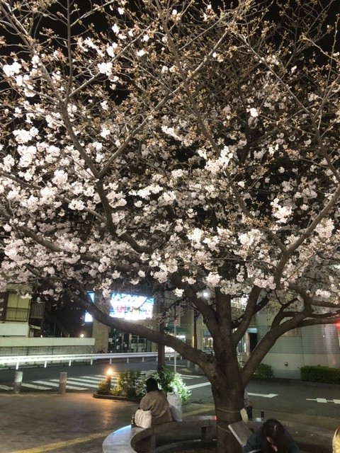 幽玄な夜桜☆