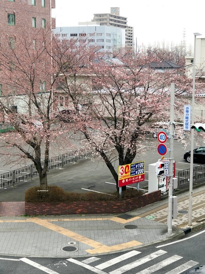 桜が咲きました