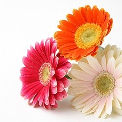 26（月）休校のお知らせ