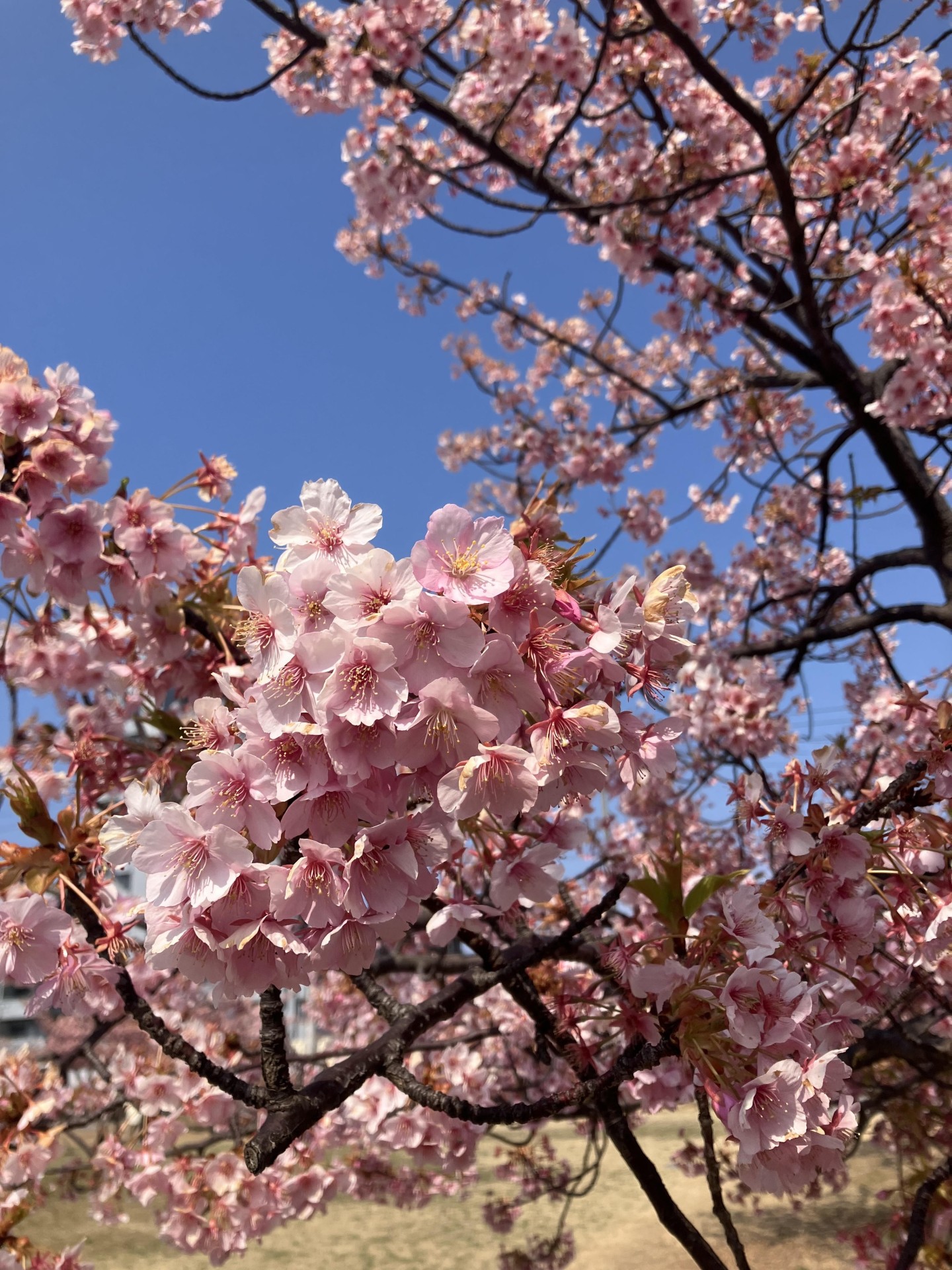 桜がさきました