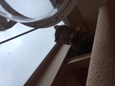 猫ちゃんのお引越し