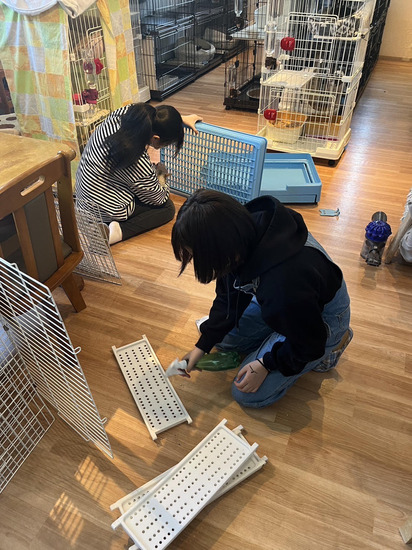 特別活動を行いました！《保護猫カフェでのボランティア活動》