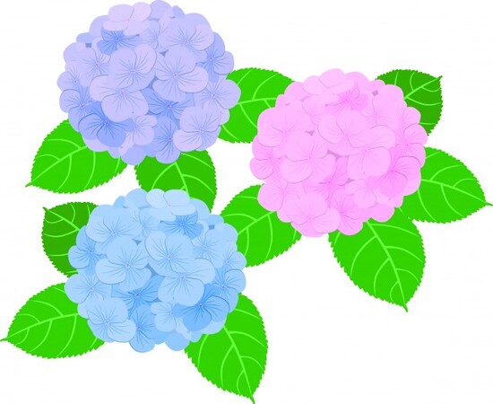 あじさいの季節ですね！