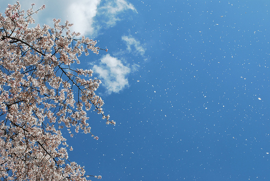 桜が舞い散る品川で、今日から新入生のオリエンテーション！