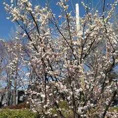 卒業間近の3年生