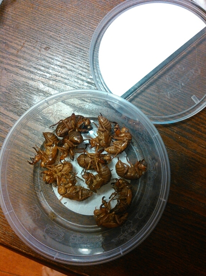 ☆夏のメモリー☆