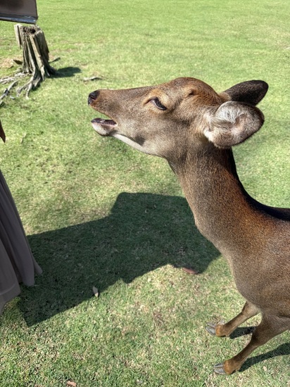 奈良公園にて【大阪梅田校】