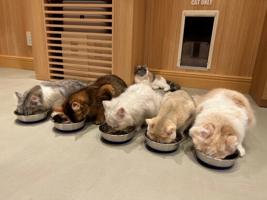 【猫カフェ】生徒の好きで行事を決定！