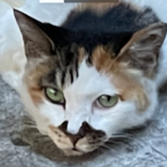 プロになる未来を目指すなら、高校卒業した後か、今か