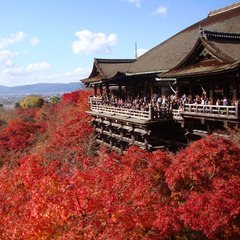 京都散策のお知らせ