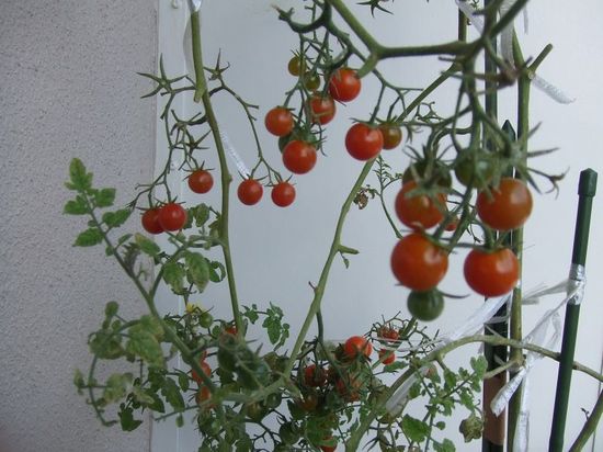 偉大なるミニトマト