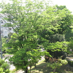 青葉繁れる　頃