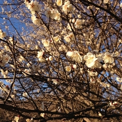 2015年度「卒業を祝う集い」開催のお知らせ