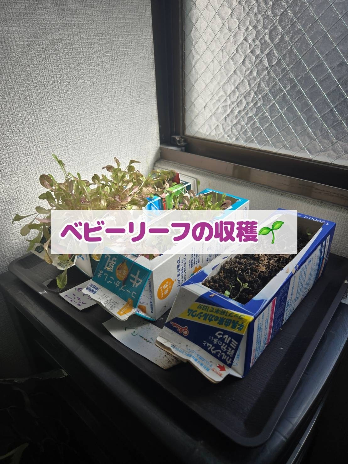 ベビーリーフを収穫！