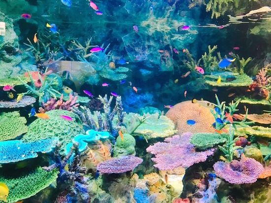 サンシャイン水族館♪