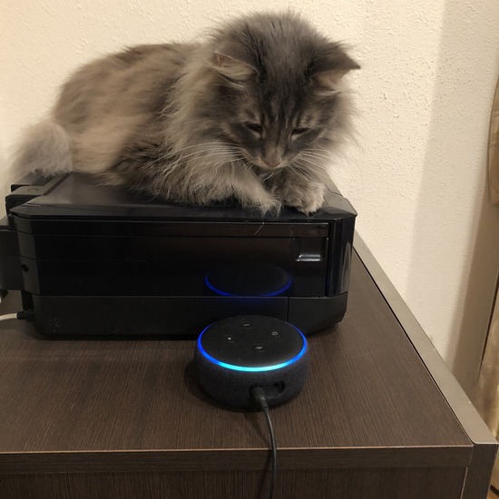 にゃんにゃんにゃんの日