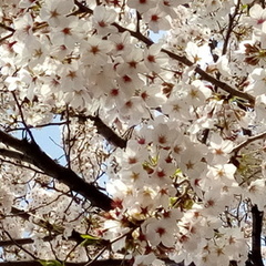 卒業生を送る会