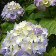 ６月１日（土）は午後休校となります