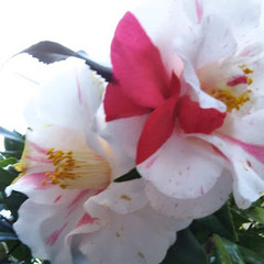 ４月入学の相談・見学は随時受け付けております！