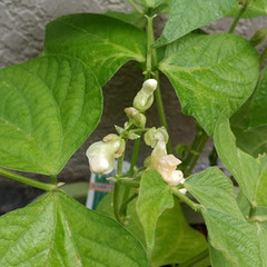 ７月のキャンパスイベント