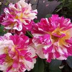 ５月３１日上野動物園遠足