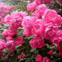 ５月の調理実習（マカロン）