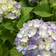 ６月のキャンパスイベント