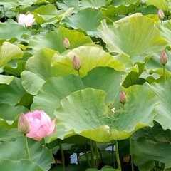 キャンパス紹介パンフレット