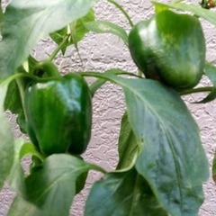 １０月からの新入学受付開始！　９月１日付転・編入も受付中！