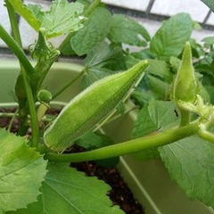 ８月のキャンパススケジュール