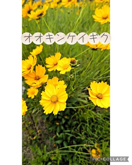 通信制高校  新入生も転入生も