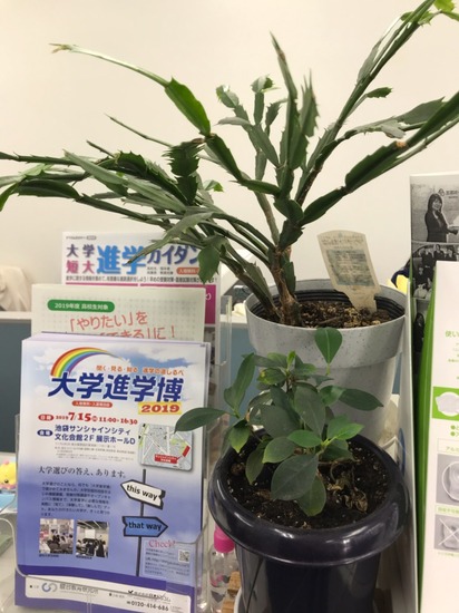 花が咲きますよ。