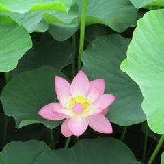 　大賀（おおが）ハスを観（み）に出かけませんか。