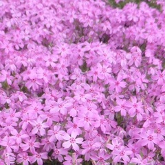 2019年5月28日は午後から開校します