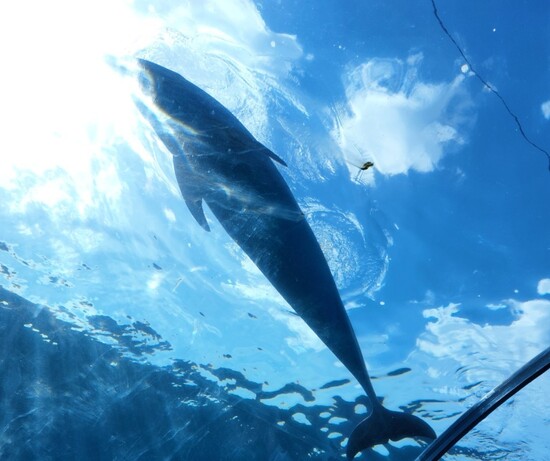 特別活動　八景島シーパラダイス遠足