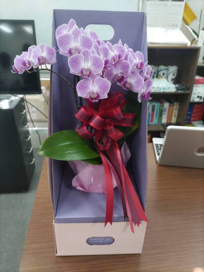 特別活動　花育