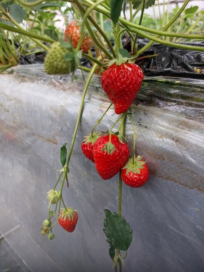 特別活動　いちご狩り