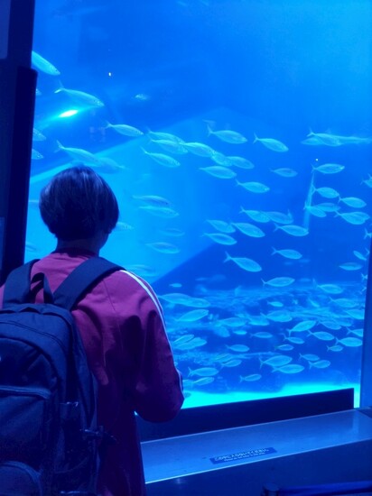 八景島シーパラダイス遠足