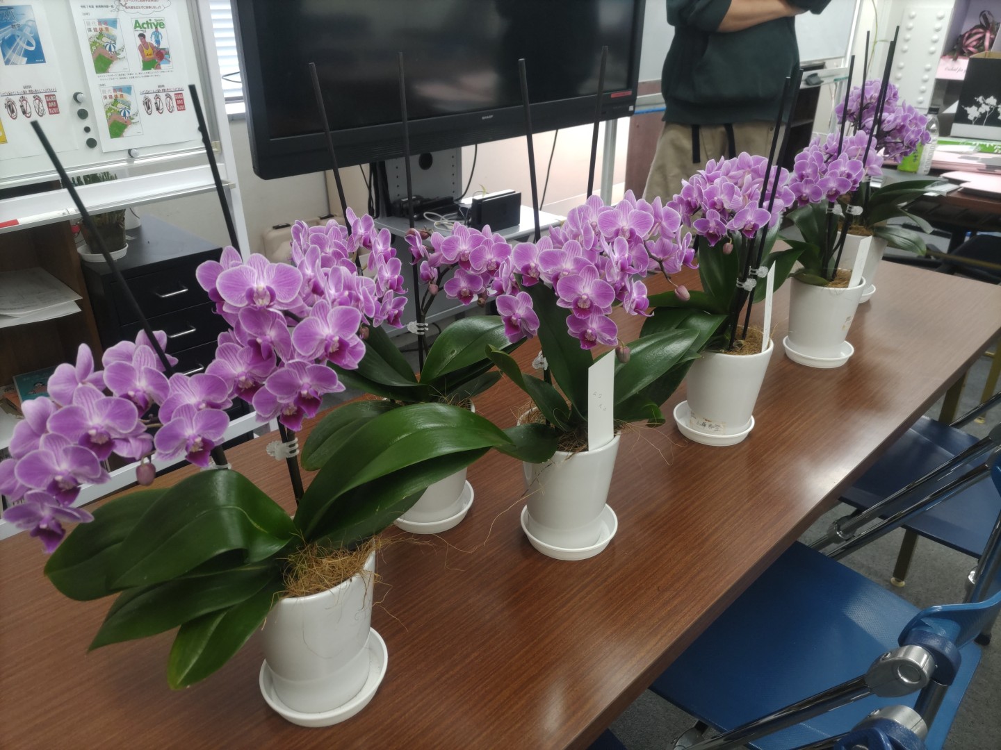 特別活動「花育」