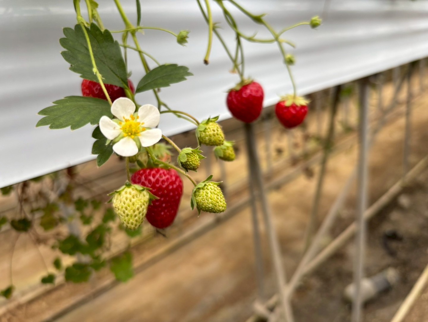 特別活動『いちご狩り』